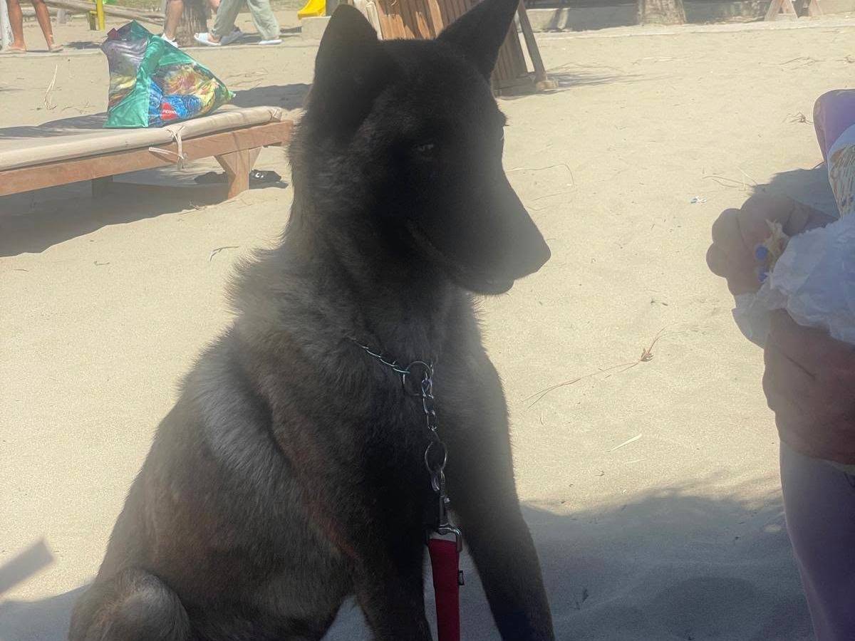 Adotta un cane, maschio, 1 anno e 11 mesi, Bari