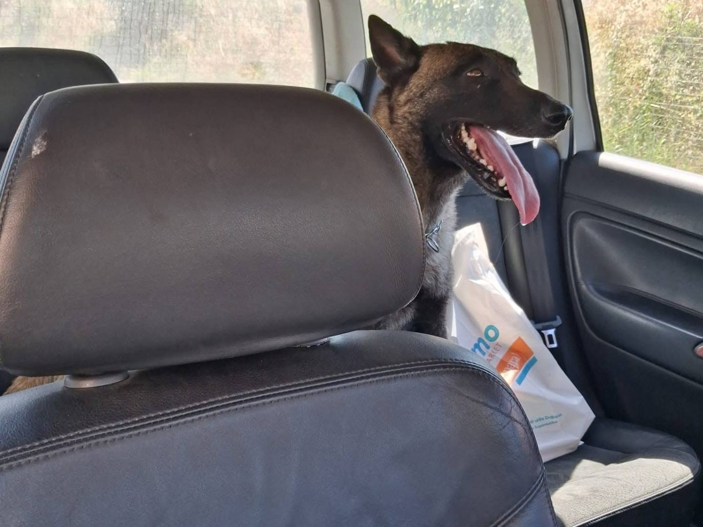 Adotta un cane, taglia media, maschio, Bari