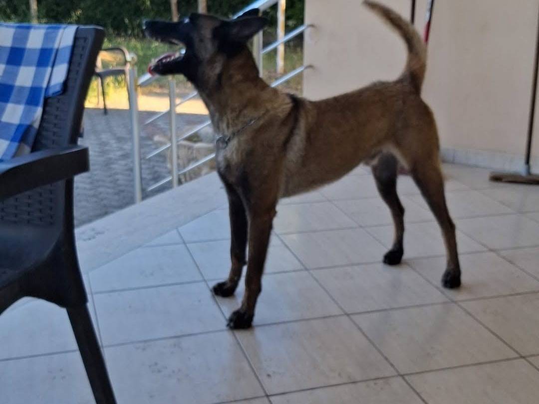 Vuoi adottare un cane a Bari?