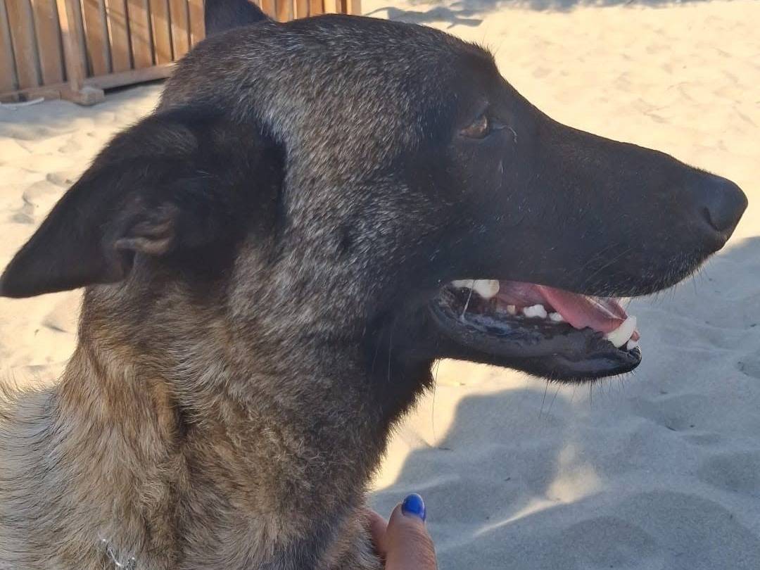 Adotta il cane Lello a Bari