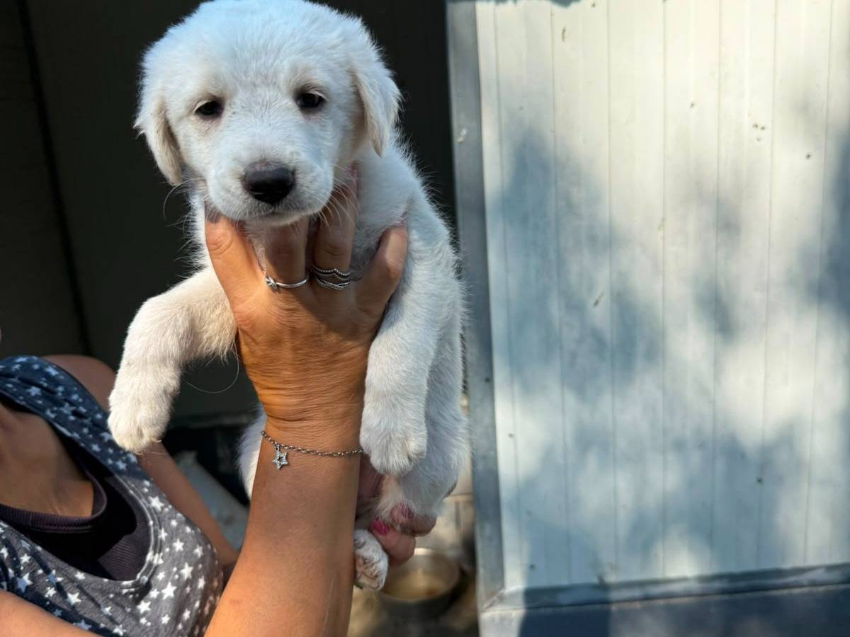 Adozione cane, maschio, Golden Retriever Razza sconosciuta, 1 mese, taglia media, Caserta