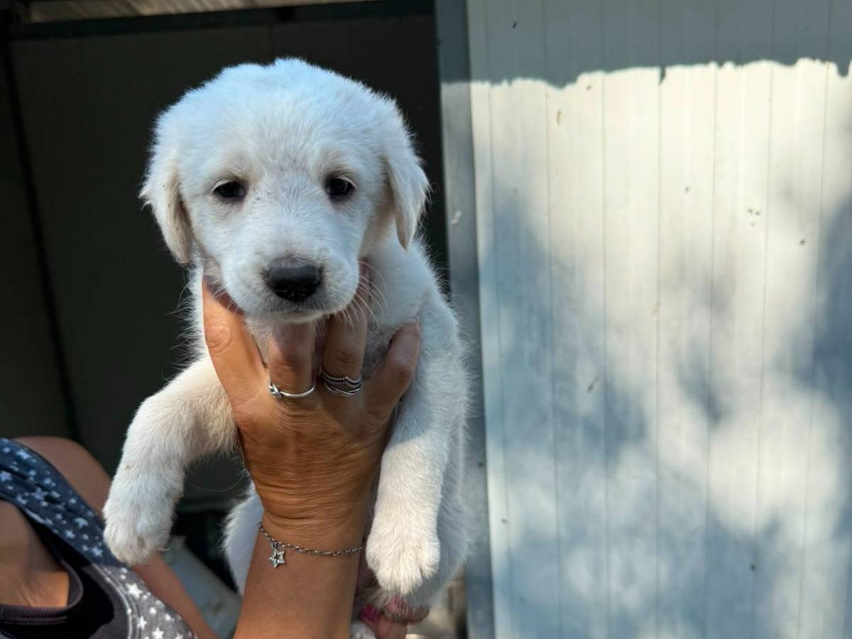 Adotta un cane, maschio, 1 mese, Caserta