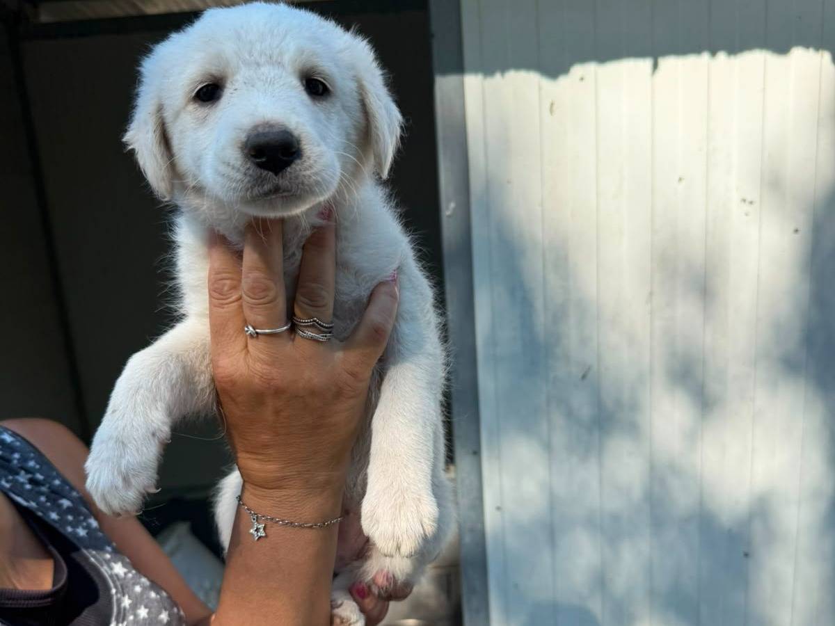 Adotta un cane, taglia media, maschio, Caserta