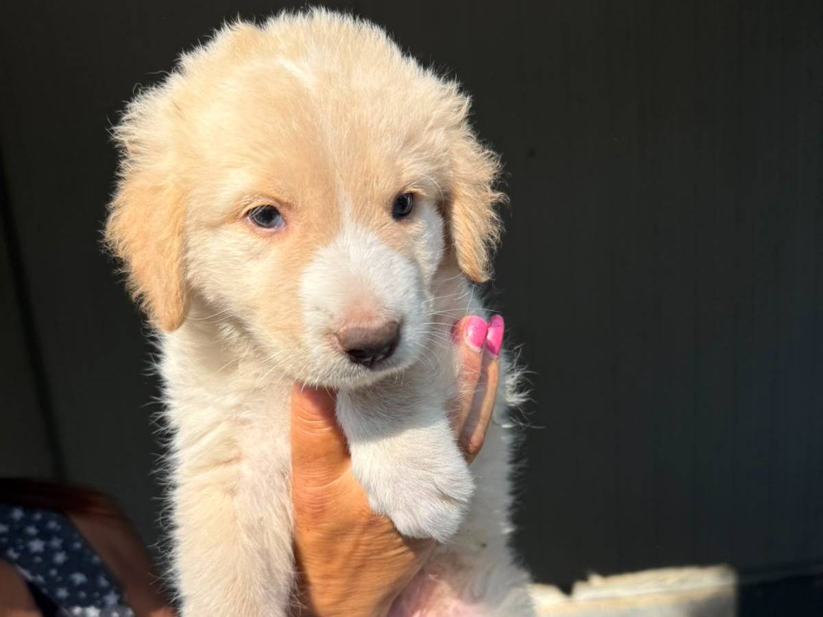 Adozione cane, maschio, Golden Retriever Razza sconosciuta, 2 mesi, taglia media, Caserta