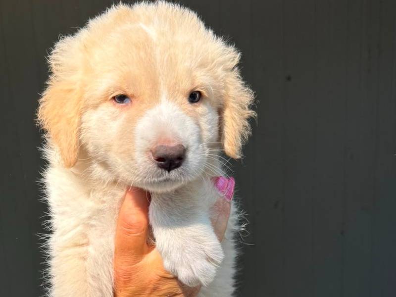 Adotta un cane, maschio, 2 mesi, Caserta