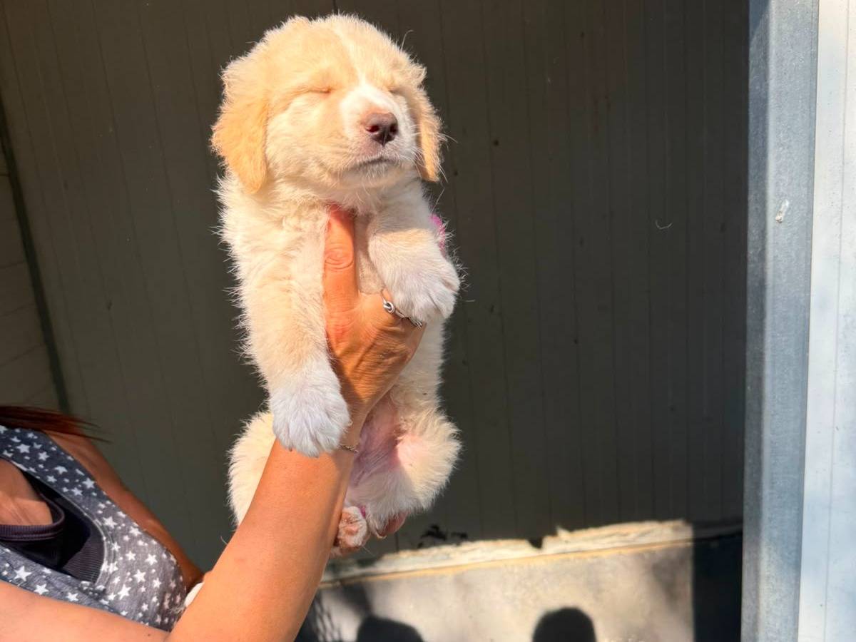 Adotta un cane, taglia media, maschio, Caserta