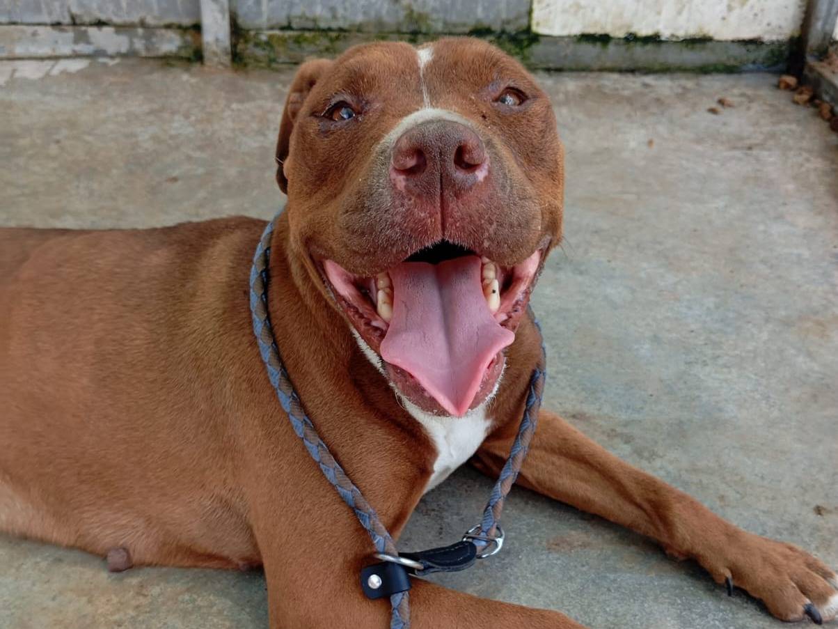 Adotta un cane, femmina, 2 anni e 5 mesi, Caserta