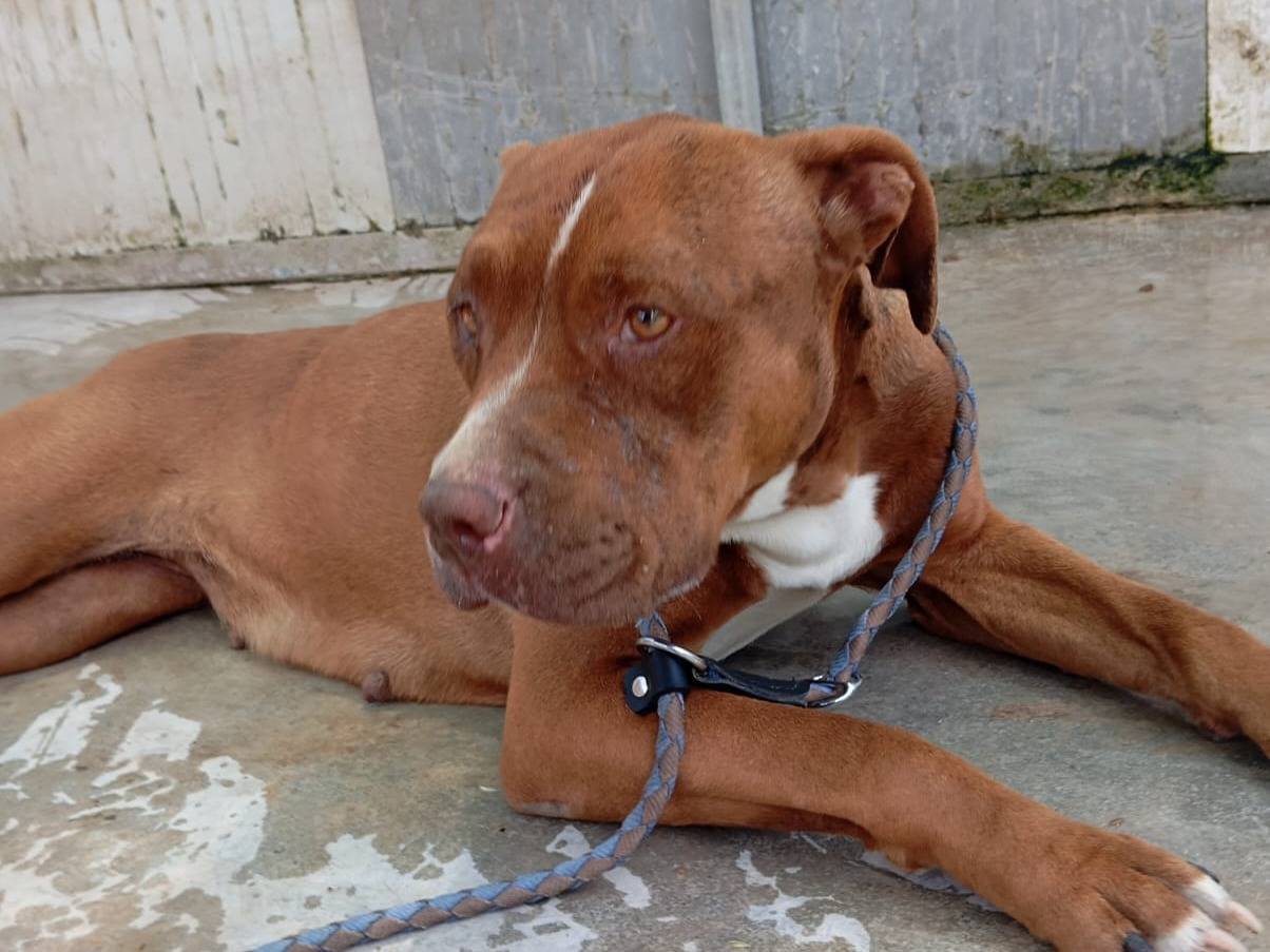 Adotta un cane, taglia media, femmina, Caserta