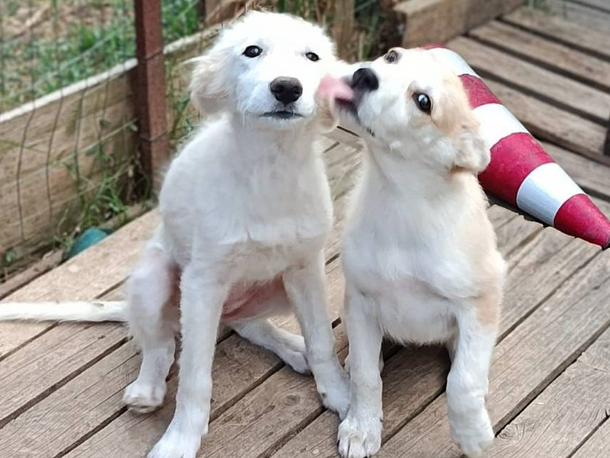 Adozione cane, femmina, Golden Retriever Razza sconosciuta, 4 mesi, taglia media, Caserta