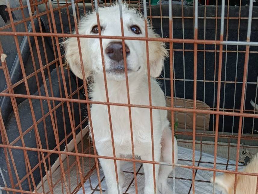 Adotta un cane, femmina, 4 mesi, Caserta