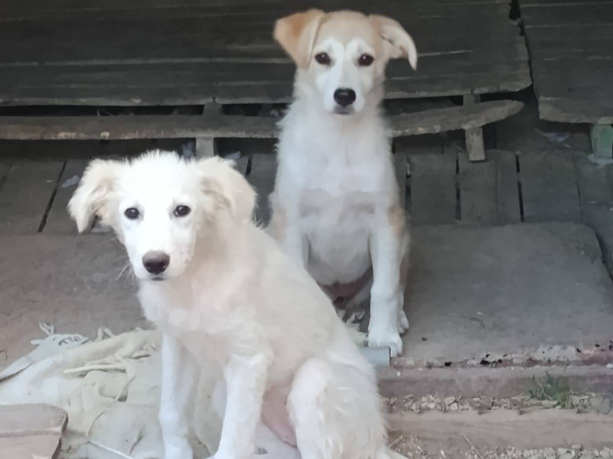 Adotta un cane, taglia media, femmina, Caserta