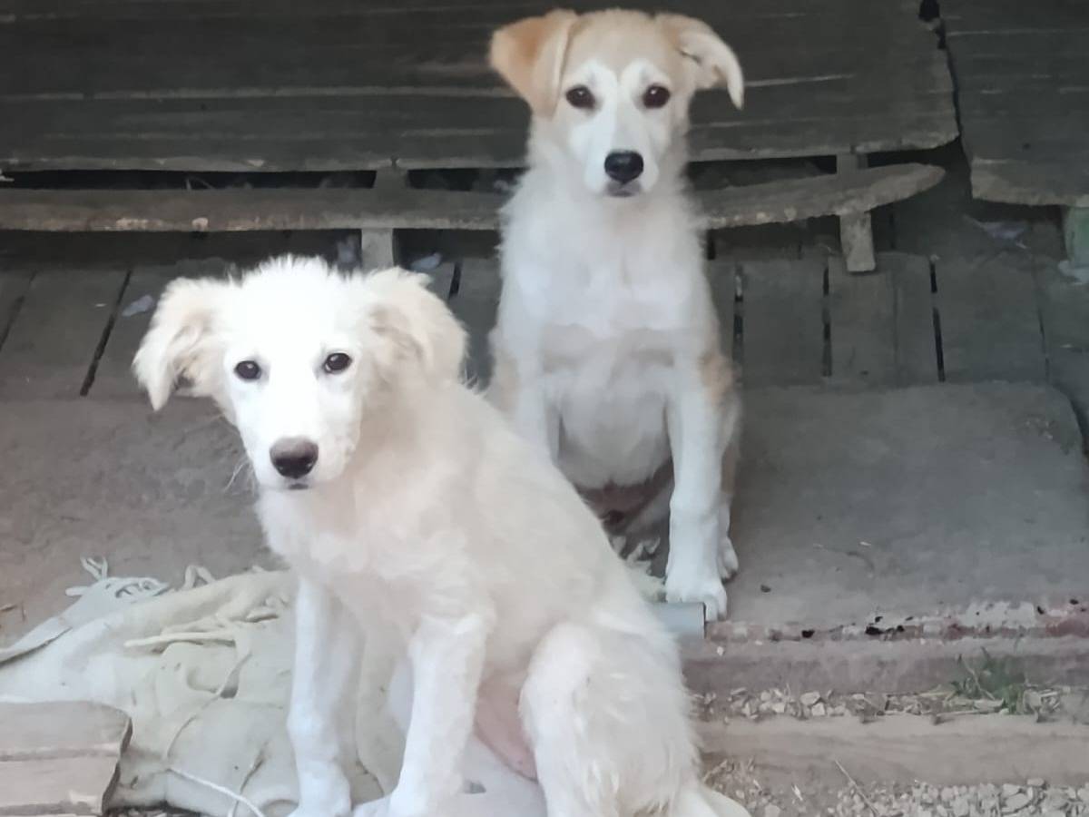 Vuoi adottare un cane a Caserta?