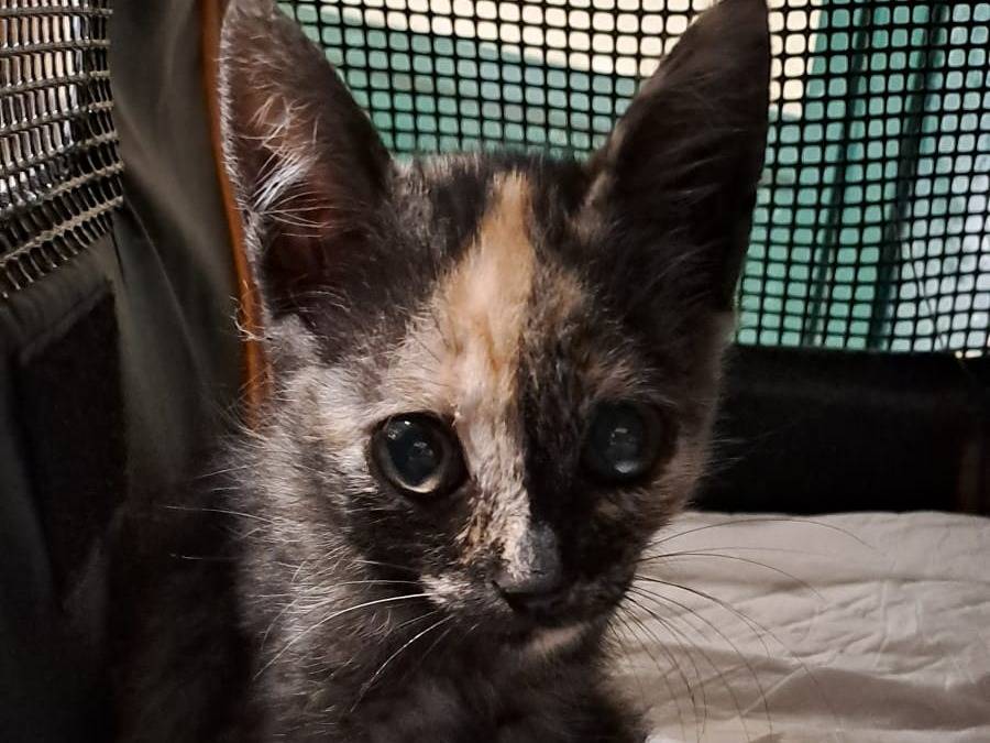 Adozione gatto, femmina, Razza sconosciuta Razza sconosciuta, 2 mesi, taglia non valida, Ravenna