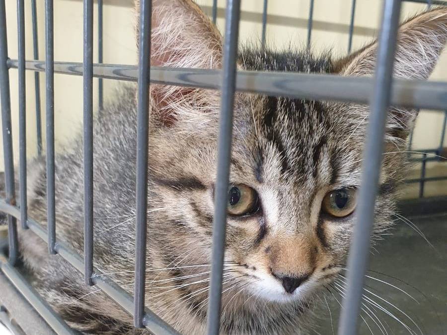 Adozione gatto, femmina, Razza sconosciuta Razza sconosciuta, 2 mesi, taglia non valida, Ravenna