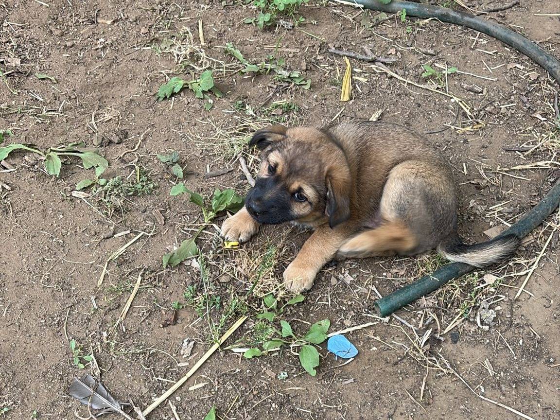 Adozione cane, maschio, Razza sconosciuta Razza sconosciuta, 3 mesi, taglia piccola, Catanzaro
