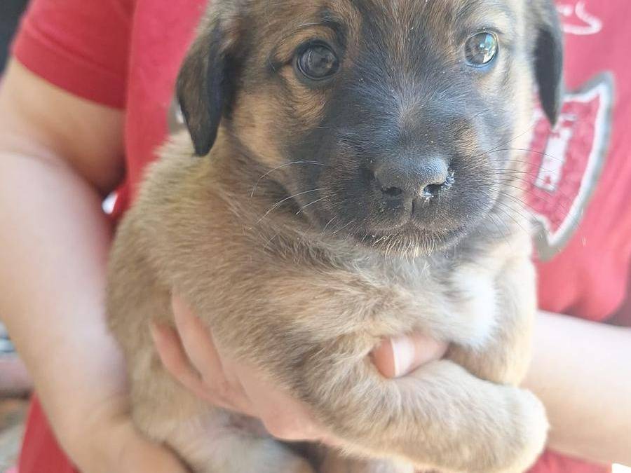 Adotta un cane, maschio, 3 mesi, Catanzaro