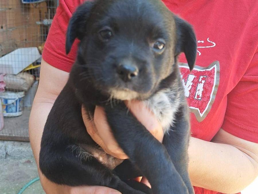 Adozione cane, maschio, Razza sconosciuta Razza sconosciuta, 3 mesi, taglia piccola, Catanzaro