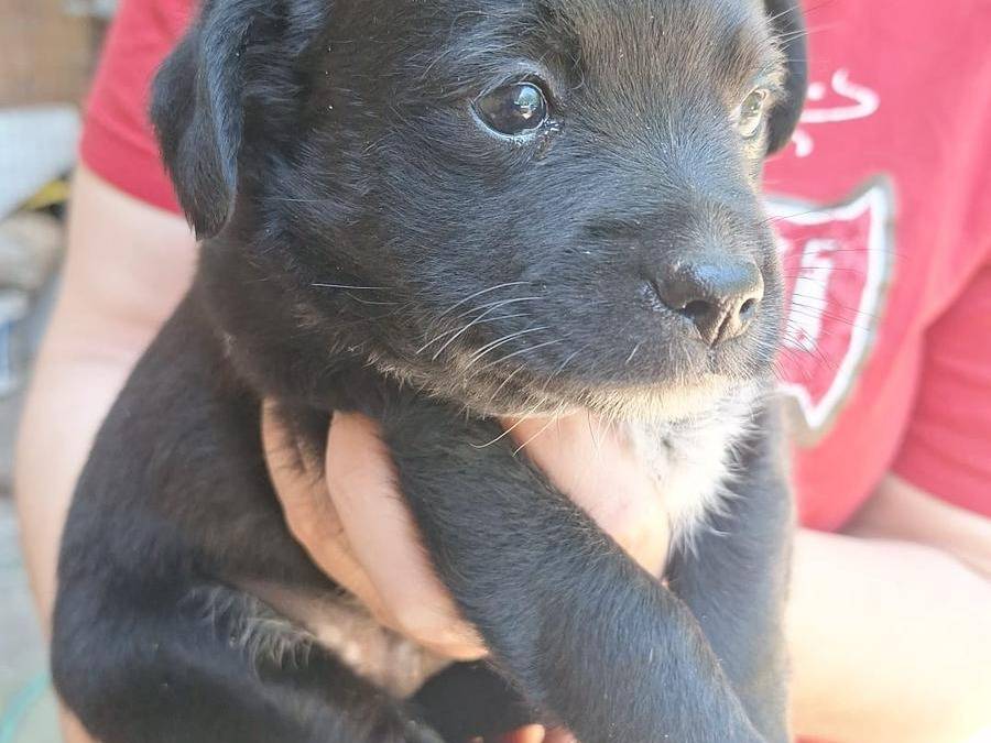Adotta un cane, maschio, 3 mesi, Catanzaro