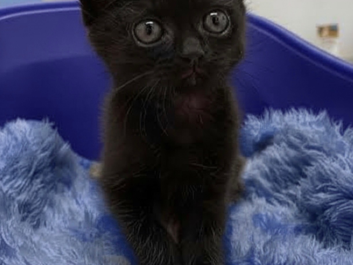 Adozione gatto, maschio, Razza sconosciuta Razza sconosciuta, 2 mesi, taglia non valida, Roma