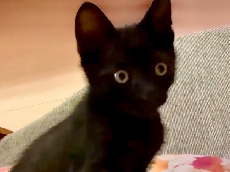 Adotta un gatto, maschio, 2 mesi, Roma