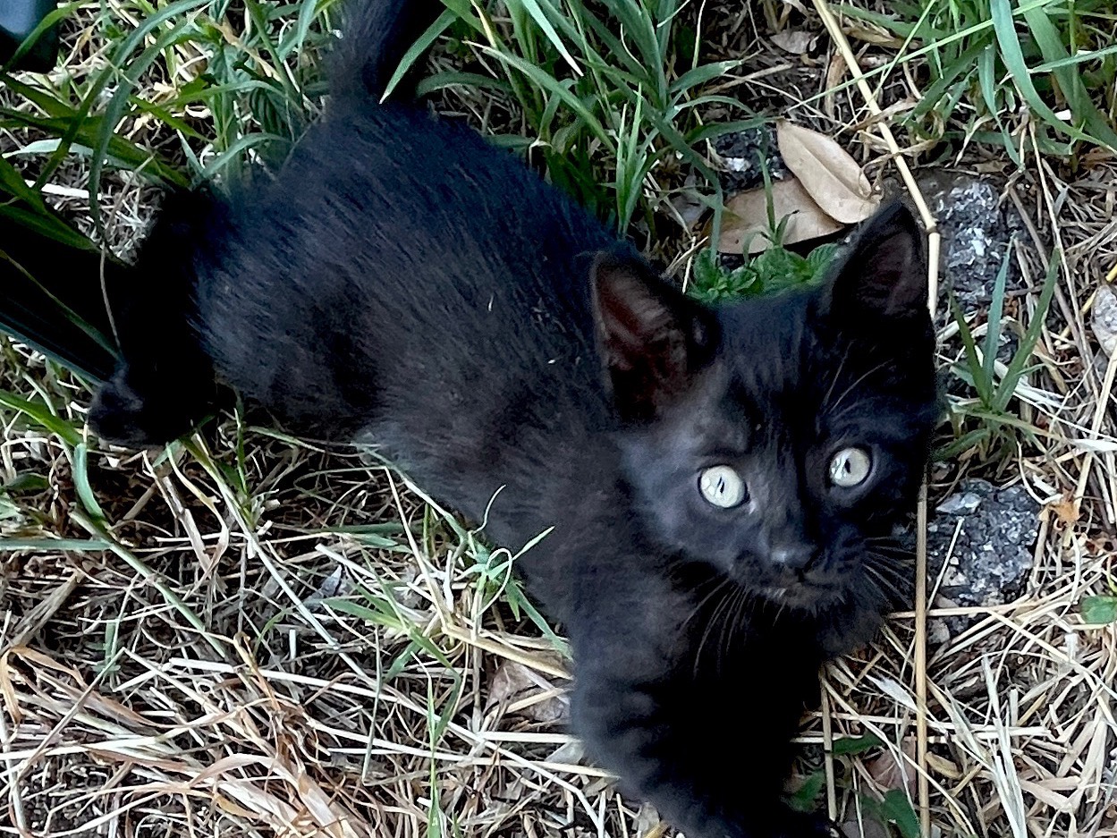 Adotta un gatto, taglia non valida, maschio, Roma