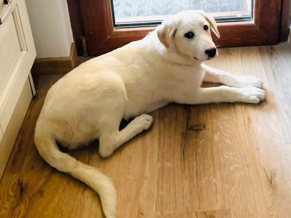 Adozione cane, femmina, Razza sconosciuta Razza sconosciuta, 4 mesi, taglia media, Frosinone