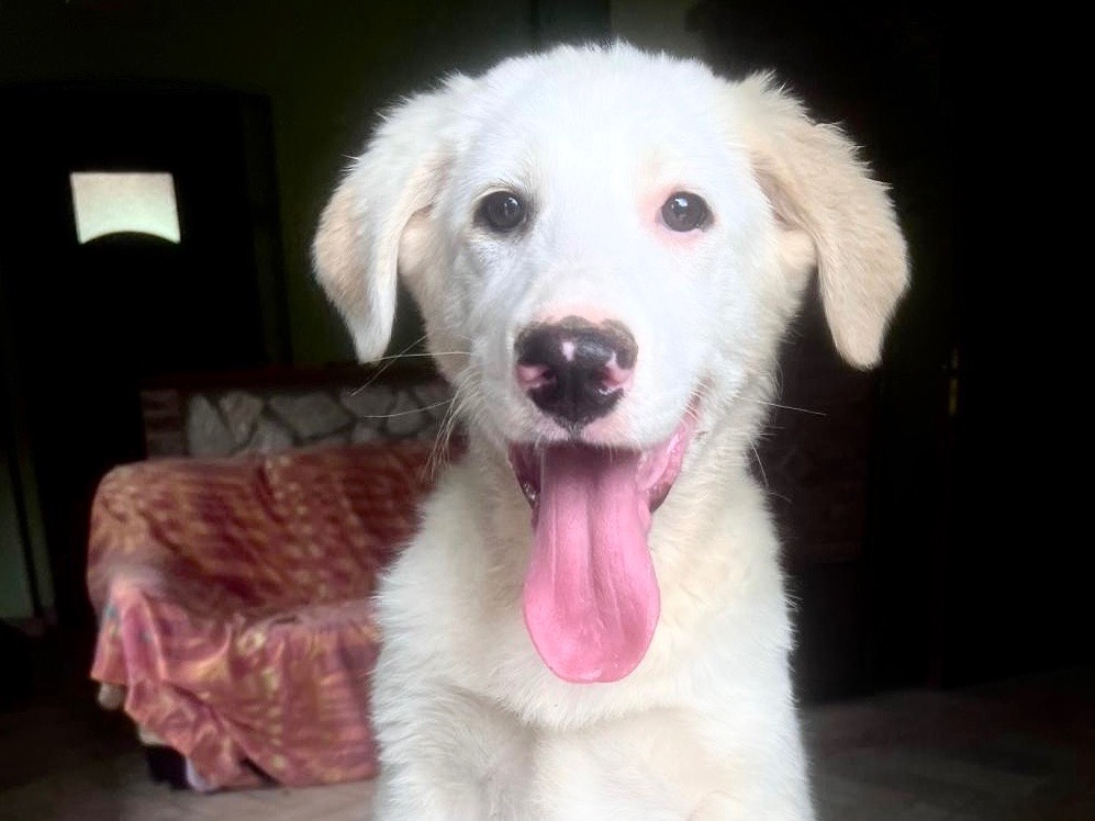 Adotta un cane, femmina, 4 mesi, Frosinone