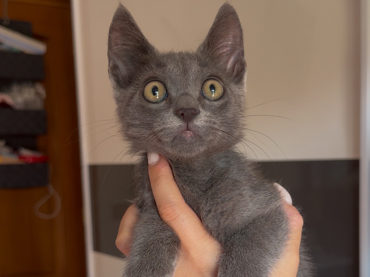 Adozione gatto, maschio, Razza sconosciuta Razza sconosciuta, 2 mesi, taglia non valida, Messina