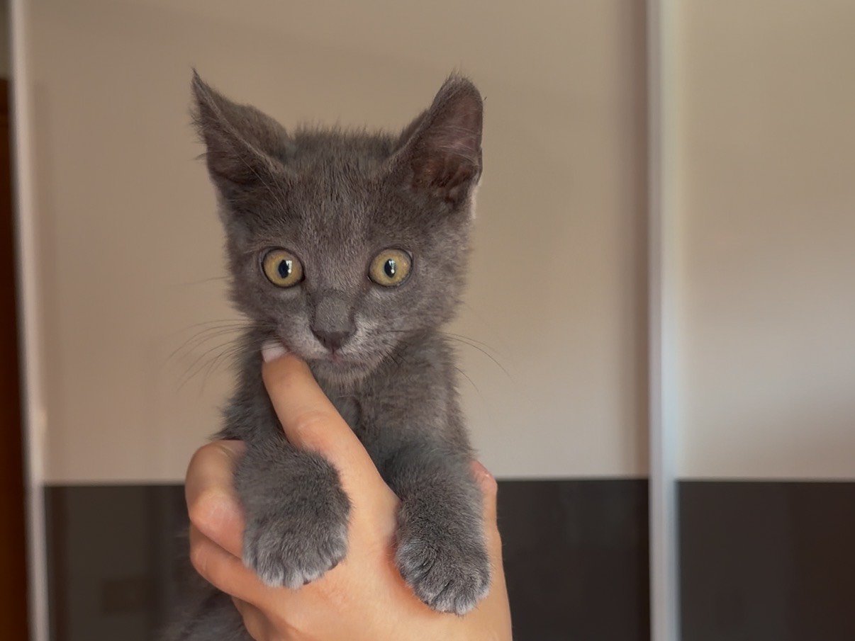Adotta un gatto, maschio, 2 mesi, Messina