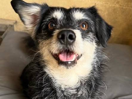 Adotta un cane, maschio, 8 anni e 5 mesi, Matera