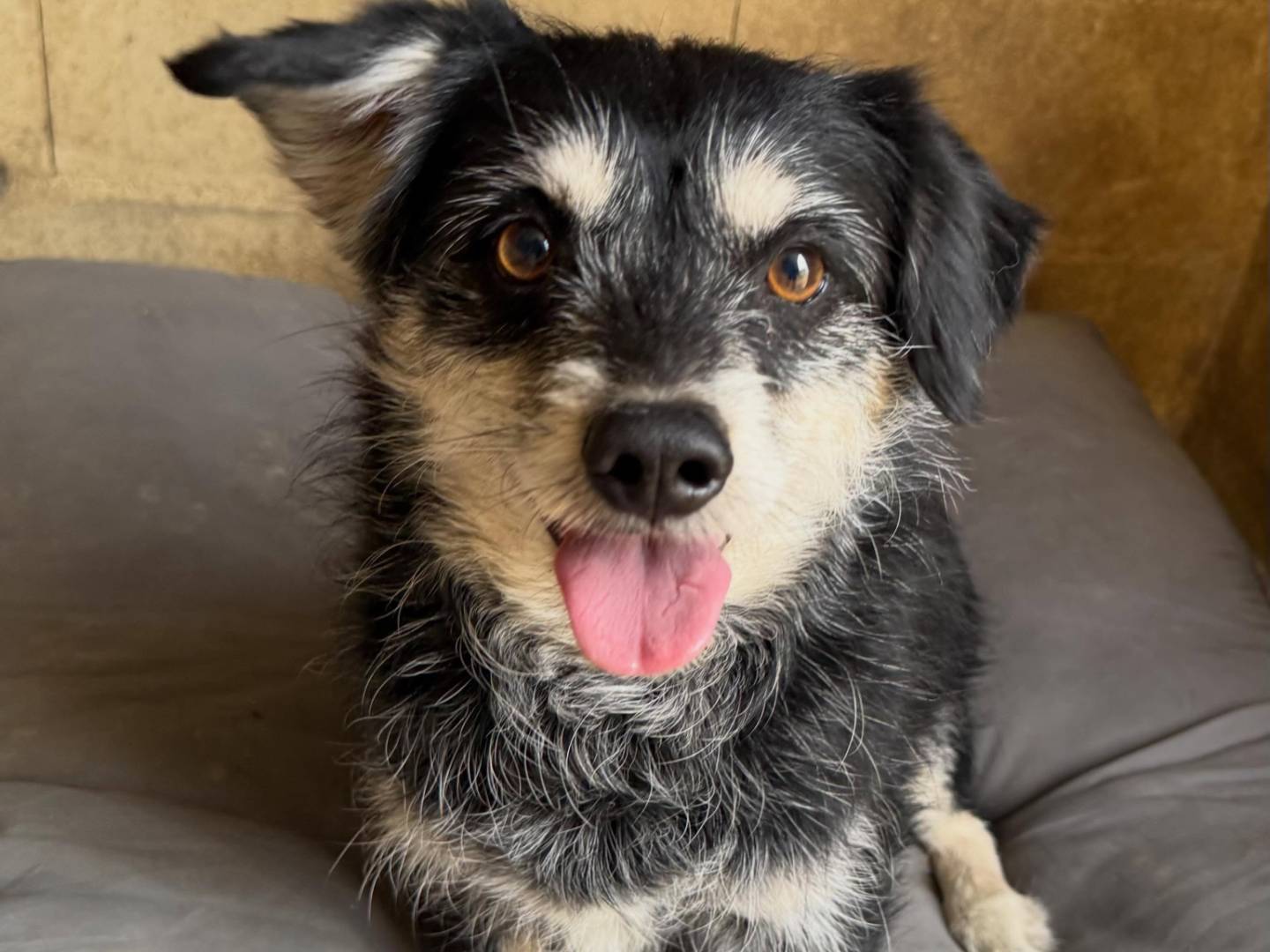 Adozione cane, maschio, Razza sconosciuta Razza sconosciuta, 8 anni e 5 mesi, taglia media contenuta, Matera