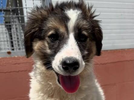 Adozione cane, femmina, Razza sconosciuta Razza sconosciuta, 3 mesi, taglia media, Matera