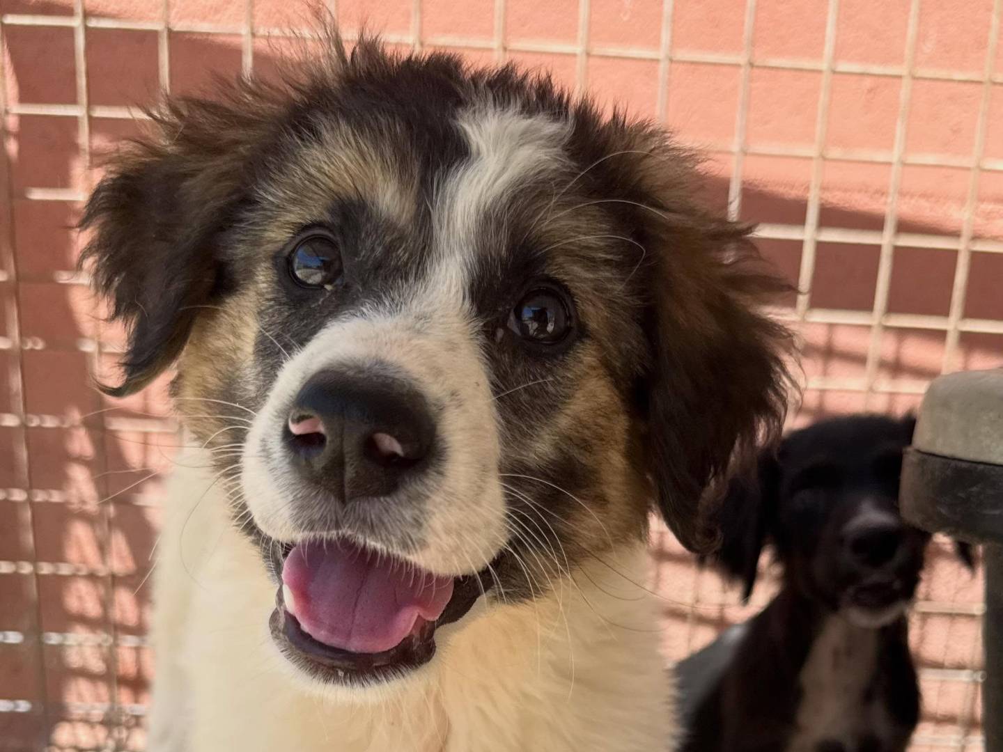 Adotta un cane, femmina, 3 mesi, Matera