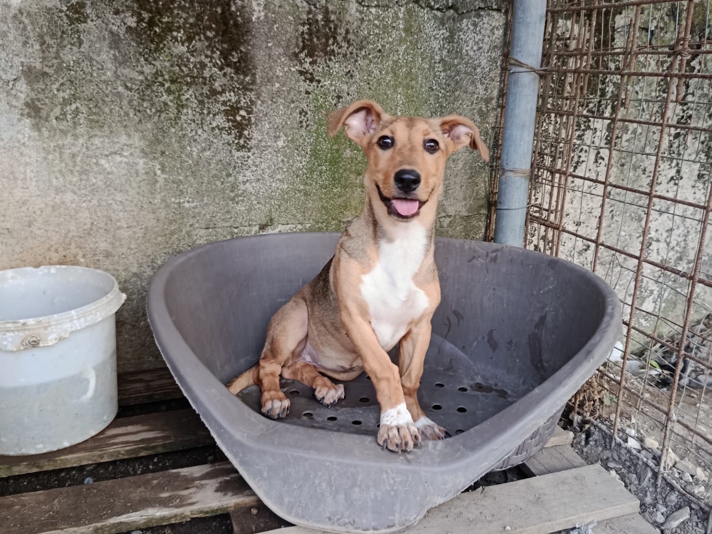 Adozione cane, femmina, Razza sconosciuta Razza sconosciuta, 5 mesi, taglia piccola, Avellino