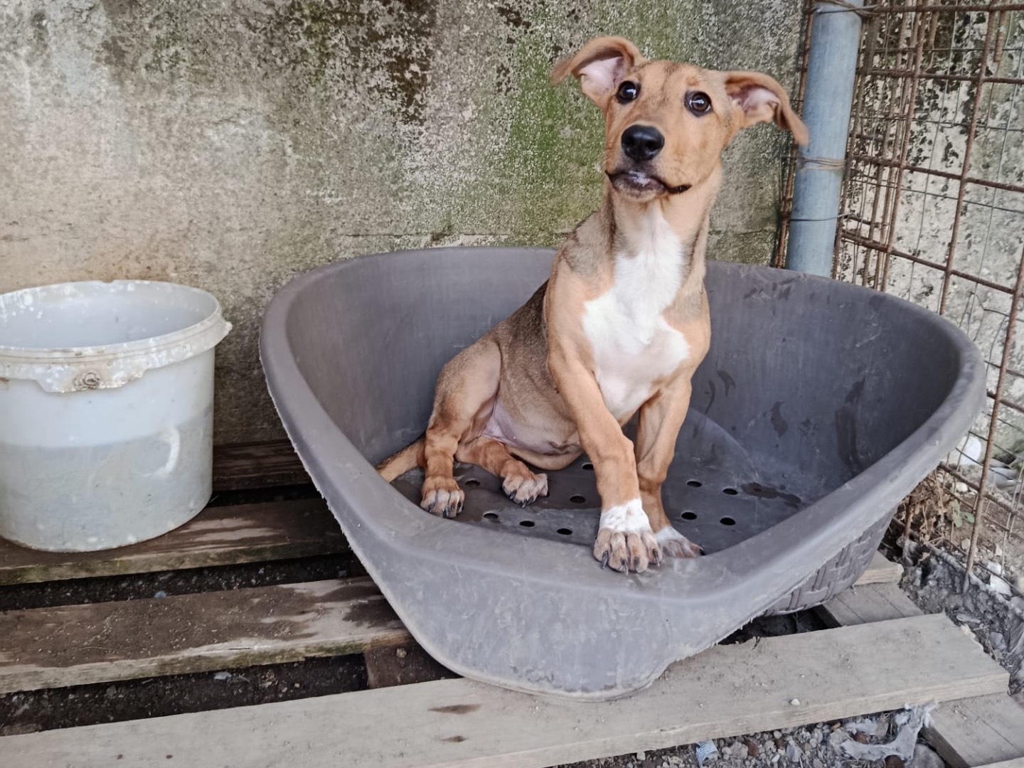Adotta un cane, femmina, 5 mesi, Avellino