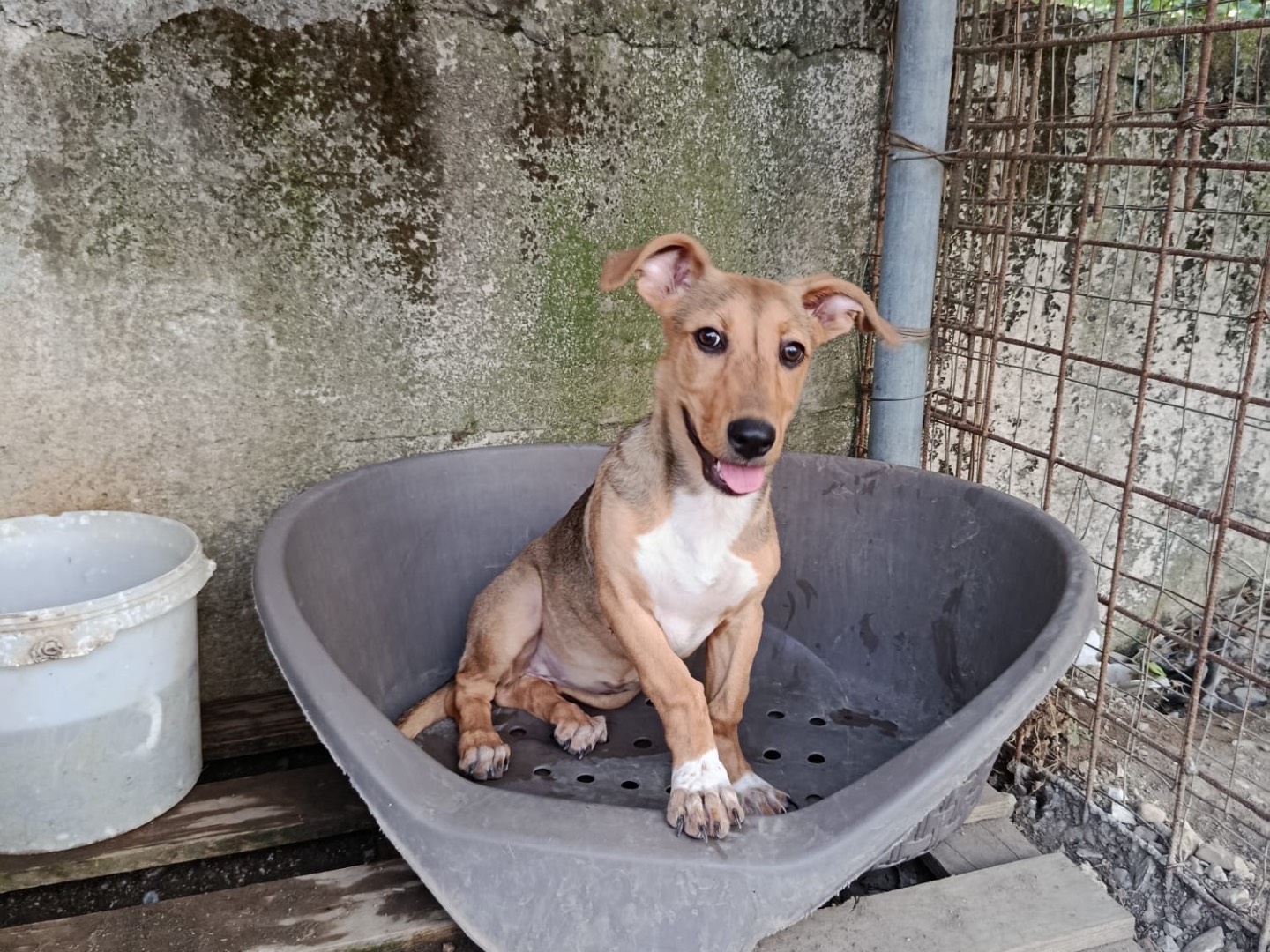 Adotta un cane, taglia piccola, femmina, Avellino