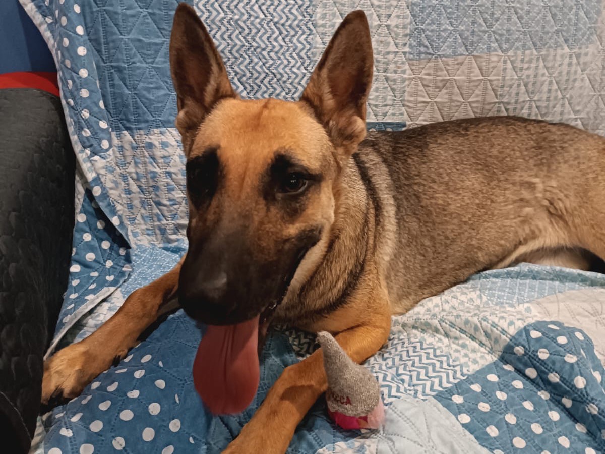 Adotta un cane, taglia media, femmina, Siracusa