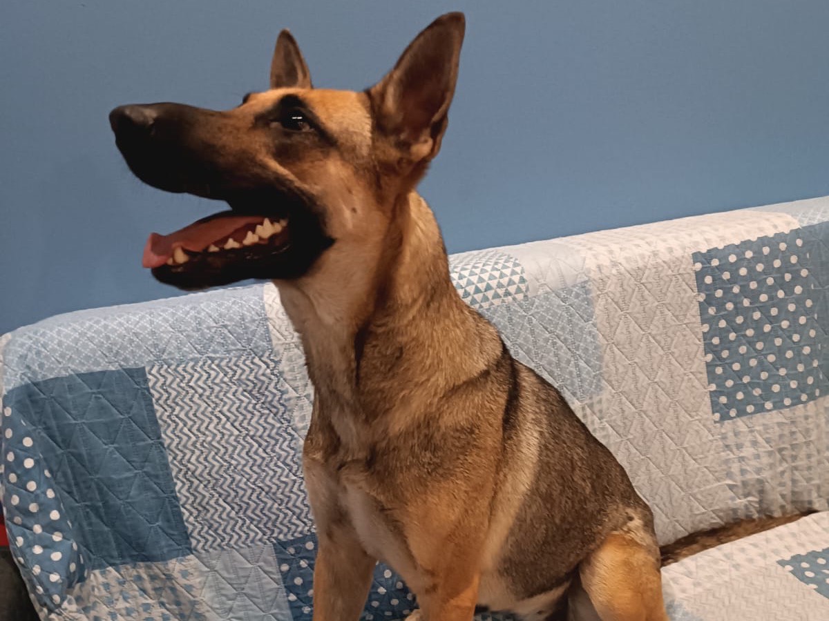 Vuoi adottare un cane a Siracusa?