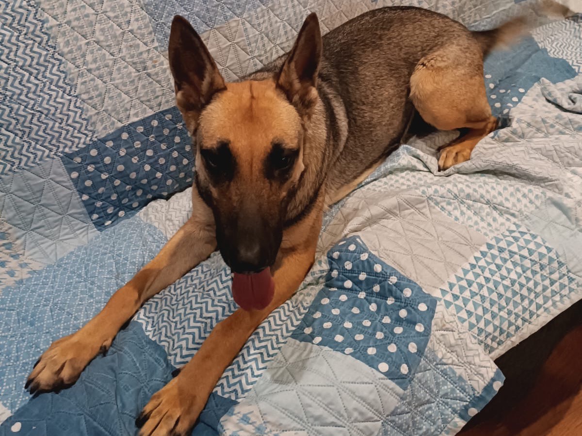 Adotta un cane, femmina, 1 anno e 5 mesi, Siracusa