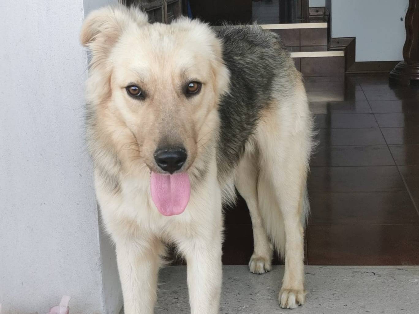 Adozione cane, maschio, Razza sconosciuta Razza sconosciuta, 1 anno, taglia media, Venezia