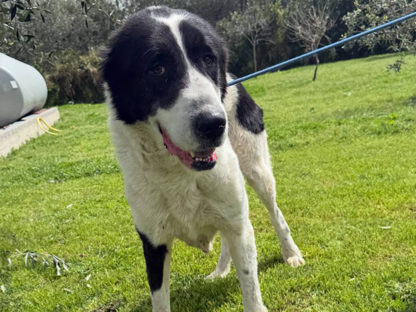 Adozione cane, maschio, Razza sconosciuta Razza sconosciuta, 4 anni e 4 mesi, taglia gigante, Matera
