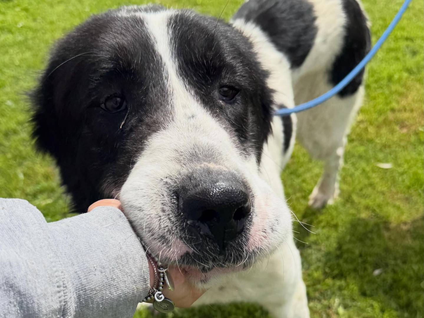 Adotta un cane, maschio, 4 anni e 4 mesi, Matera