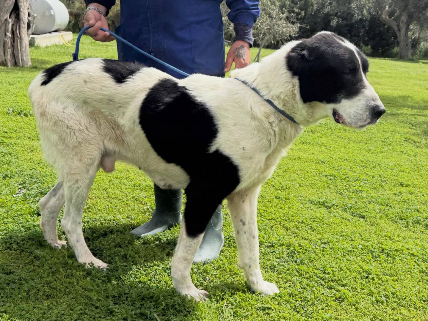 Adotta un cane, taglia gigante, maschio, Matera