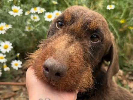 Adozione cane, maschio, Fox Terrier a pelo ruvido Razza sconosciuta, 1 anno e 1 mese, taglia piccola, Matera