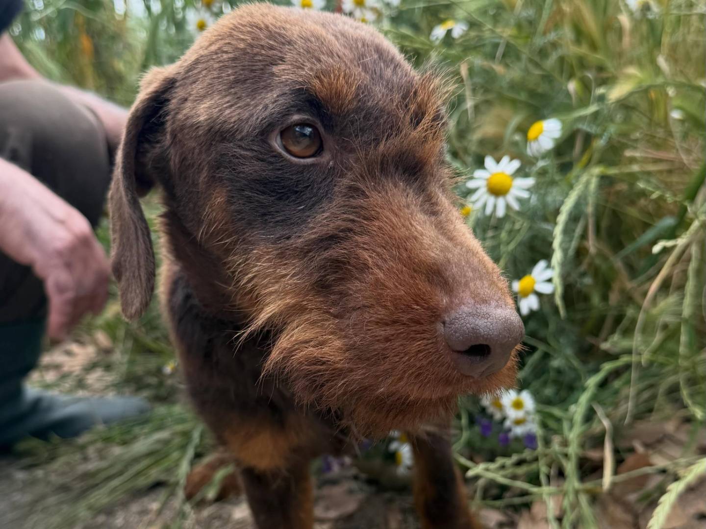 Adotta un cane, maschio, 1 anno e 1 mese, Matera