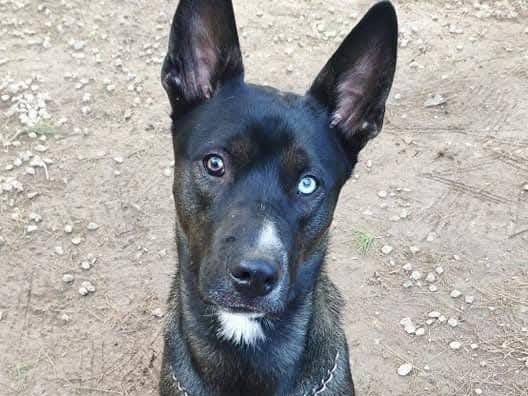 Adotta un cane, maschio, 5 anni e 5 mesi, Ragusa