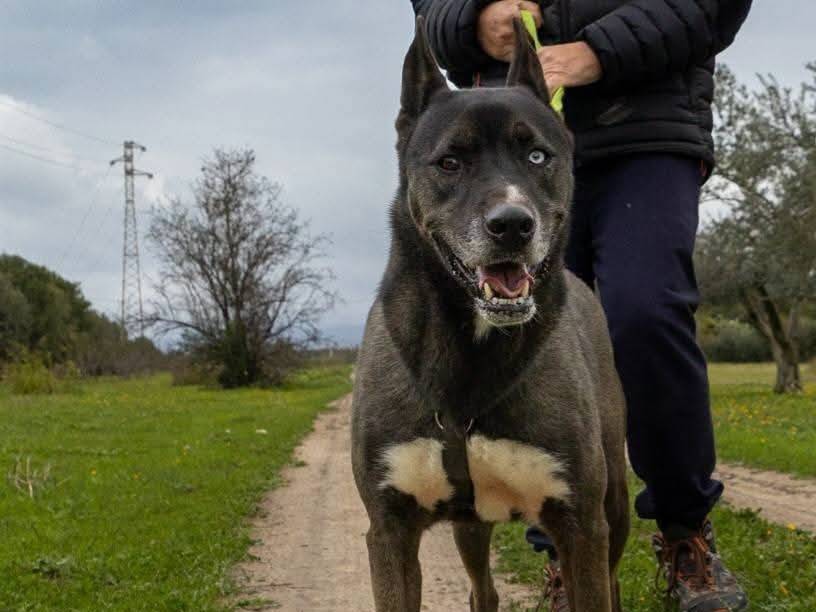 Adozione cane, maschio, Razza sconosciuta Razza sconosciuta, 5 anni e 5 mesi, taglia media, Ragusa