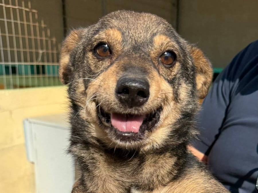 Adozione cane, maschio, Razza sconosciuta Razza sconosciuta, 12 anni e 3 mesi, taglia piccola, Matera