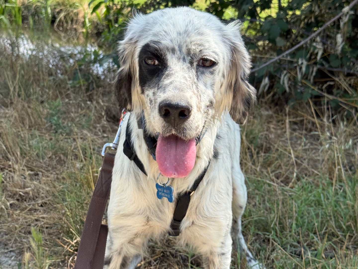 Adotta un cane, taglia media contenuta, femmina, Milano