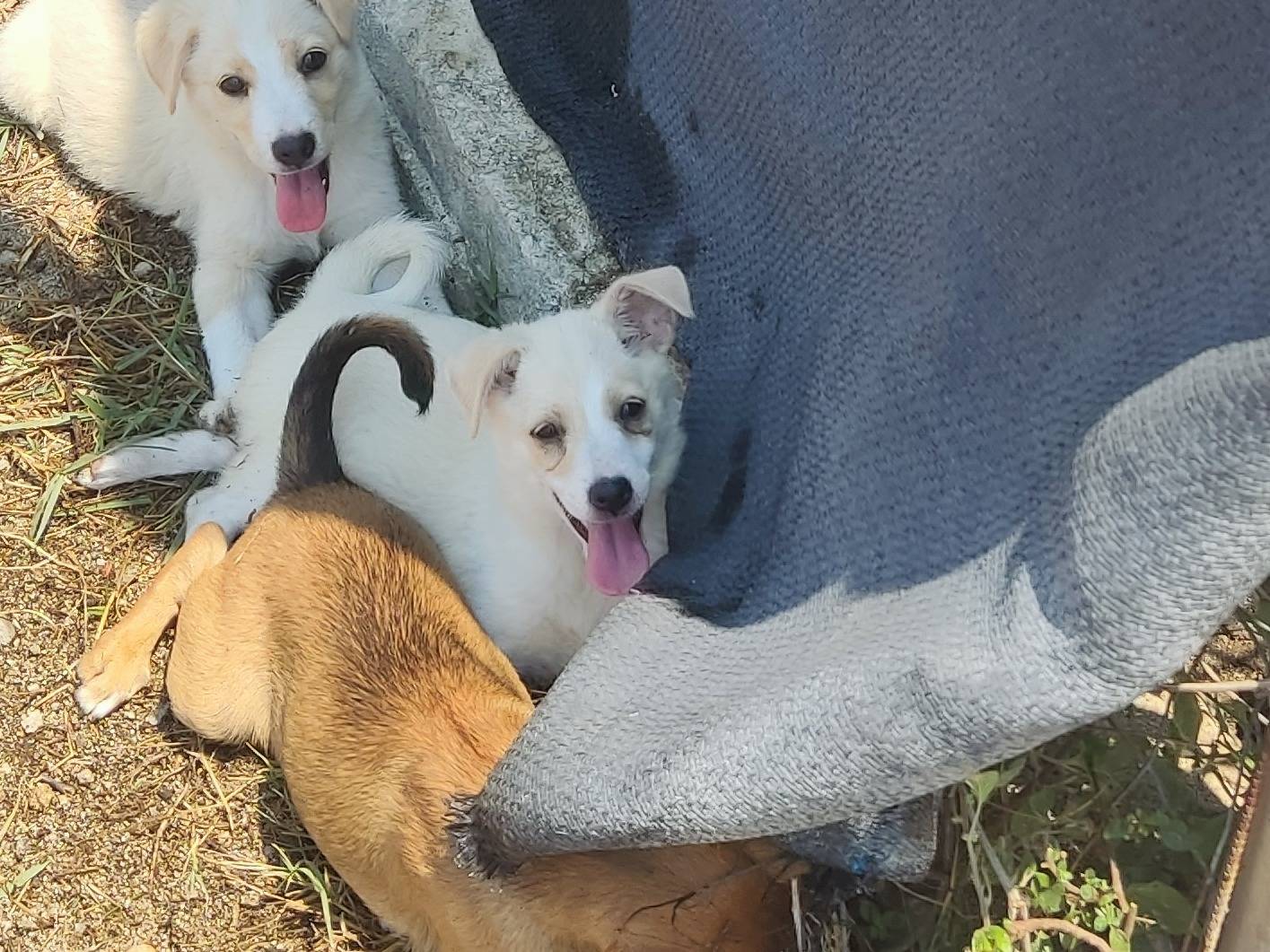 Adotta un cane, maschio, 3 mesi, Bergamo